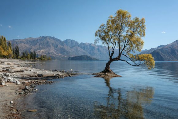 Download Tree with Mountains Background Wallpaper - Paper Collection